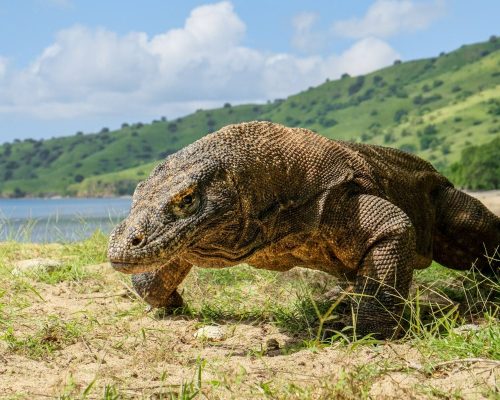 Komodo Island, Labuan Bajo 1