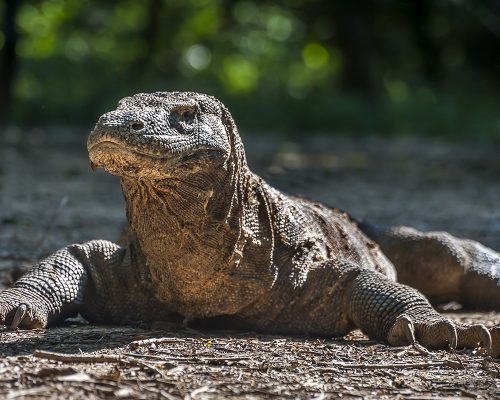 Komodo Island, Labuan Bajo​ 3